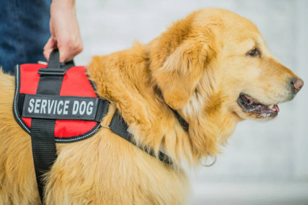 What Questions Can a Business Ask About a Service Dog